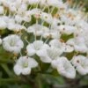 Mohican Arrowwood Viburnum - 6 Gallon Pot (4-5') -Plant Serie Store viburnum lantana mohican 2