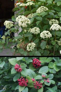 Mohican Arrowwood Viburnum - 6 Gallon Pot (4-5') 15 Mohican Arrowwood Viburnum - 6 Gallon Pot (4-5') -Plant Serie Store viburnum lantana mohican 4