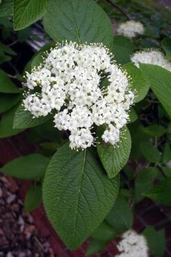 Mohican Arrowwood Viburnum - 6 Gallon Pot (4-5') 14 Mohican Arrowwood Viburnum - 6 Gallon Pot (4-5') -Plant Serie Store viburnum lantana mohican 5