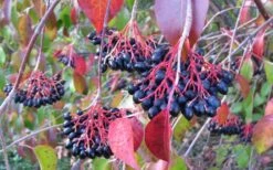 Nannyberry Viburnum - 3 Gallon Pot 11 Nannyberry Viburnum - 3 Gallon Pot -Plant Serie Store viburnum lentago nannyberry 2