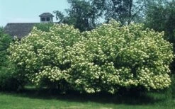 Nannyberry Viburnum - 3 Gallon Pot 12 Nannyberry Viburnum - 3 Gallon Pot -Plant Serie Store viburnum lentago nannyberry 4
