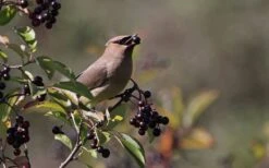 Nannyberry Viburnum - 3 Gallon Pot 13 Nannyberry Viburnum - 3 Gallon Pot -Plant Serie Store viburnum lentago nannyberry 5