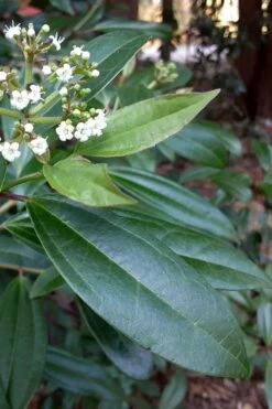 Moonlit Lace Viburnum - 6 Pack Of 1 Gallon Pots 12 Moonlit Lace Viburnum - 6 Pack Of 1 Gallon Pots -Plant Serie Store viburnum moonlit lace 5 1