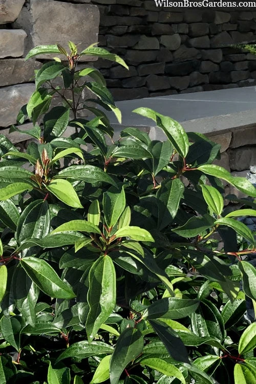 Moonlit Lace Viburnum - 6 Pack Of 1 Gallon Pots 3 Moonlit Lace Viburnum - 6 Pack Of 1 Gallon Pots