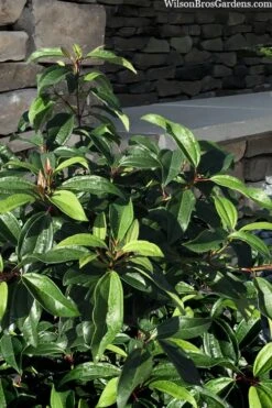 Moonlit Lace Viburnum - 1 Gallon Pot -Plant Serie Store viburnum moonlit lace 8 3