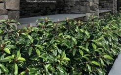 Moonlit Lace Viburnum - 6 Pack Of 1 Gallon Pots 11 Moonlit Lace Viburnum - 6 Pack Of 1 Gallon Pots -Plant Serie Store viburnum moonlit lace 9 1