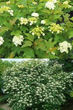 Dwarf European Cranberry Bush - 1 Gallon Pot -Plant Serie Store viburnum opulus compactum dwarf european cranberry bush 10