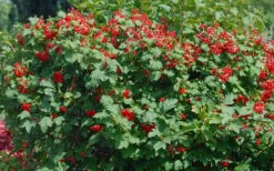 Dwarf European Cranberry Bush - 1 Gallon Pot -Plant Serie Store viburnum opulus compactum dwarf european cranberry bush 2
