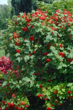 Dwarf European Cranberry Bush - 1 Gallon Pot -Plant Serie Store viburnum opulus compactum dwarf european cranberry bush 3