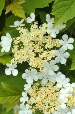 Dwarf European Cranberry Bush - 1 Gallon Pot -Plant Serie Store viburnum opulus compactum dwarf european cranberry bush 4