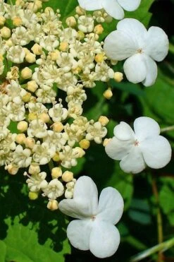 Dwarf European Cranberry Bush - 1 Gallon Pot -Plant Serie Store viburnum opulus compactum dwarf european cranberry bush 7