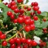 Dwarf European Cranberry Bush - 1 Gallon Pot -Plant Serie Store viburnum opulus compactum dwarf european cranberry bush 9