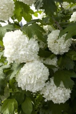 Eastern Snowball Viburnum Bush - 3 Gallon Pot -Plant Serie Store viburnum opulus sterile eastern snowball 2 1