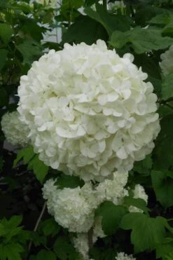 Eastern Snowball Viburnum Bush - 1 Gallon Pot -Plant Serie Store viburnum opulus sterile eastern snowball 3