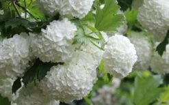 Eastern Snowball Viburnum Bush - 3 Gallon Pot -Plant Serie Store viburnum opulus sterile eastern snowball 4 1
