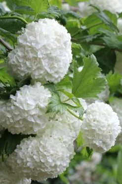 Eastern Snowball Viburnum Bush - 3 Gallon Pot -Plant Serie Store viburnum opulus sterile eastern snowball 5 1