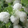 Eastern Snowball Viburnum Bush - 3 Gallon Pot -Plant Serie Store viburnum opulus sterile eastern snowball 6 1