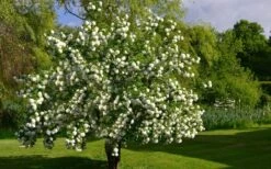 Eastern Snowball Viburnum Bush - 1 Gallon Pot -Plant Serie Store viburnum opulus sterile eastern snowball 9