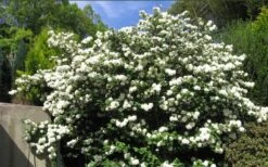 Japanese Snowball Bush (Viburnum Plicatum) - 2 Gallon Pot -Plant Serie Store viburnum plicatum japanese snowball bush flowers 15