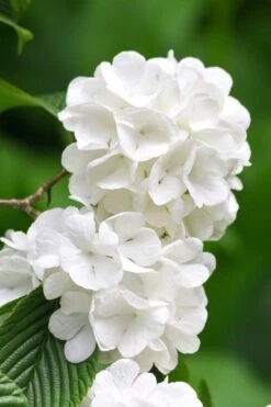 Japanese Snowball Bush (Viburnum Plicatum) - 2 Gallon Pot -Plant Serie Store viburnum plicatum japanese snowball flowers 10
