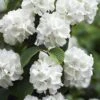 Japanese Snowball Bush (Viburnum Plicatum) - 2 Gallon Pot -Plant Serie Store viburnum plicatum japanese snowball flowers 14