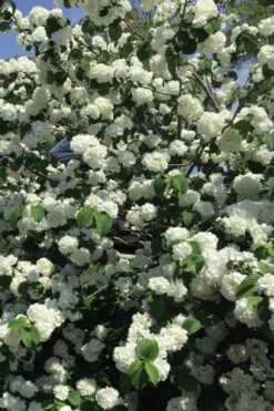 Japanese Snowball Bush (Viburnum Plicatum) - 2 Gallon Pot -Plant Serie Store viburnum plicatum japanese snowball flowers 15