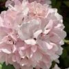 Kern's Pink Snowball Viburnum Bush - 3 Gallon Pot