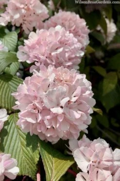 Kern's Pink Snowball Viburnum Bush - 3 Gallon Pot -Plant Serie Store viburnum plicatum kerns pink snowball 3 1
