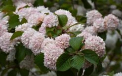 Kern's Pink Snowball Viburnum Bush - 2 Gallon Pot -Plant Serie Store viburnum plicatum kerns pink snowball 7