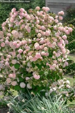 Kern's Pink Snowball Viburnum Bush - 3 Gallon Pot -Plant Serie Store viburnum plicatum kerns pink snowball 9 1