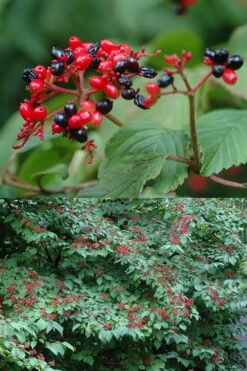 Japanese Doublefile Viburnum - 2 Gallon Pot -Plant Serie Store viburnum plicatum tomentosum japanese doublefile 2