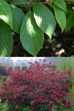Japanese Doublefile Viburnum - 2 Gallon Pot -Plant Serie Store viburnum plicatum tomentosum japanese doublefile 9