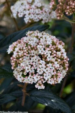 Prague Viburnum - 2.5 Quart Pot -Plant Serie Store viburnum pragense prague 2