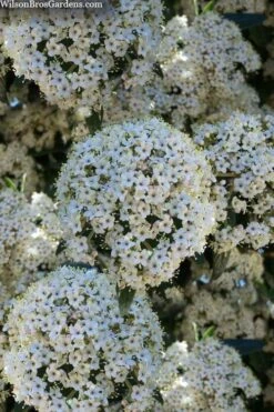 Prague Viburnum - 2.5 Quart Pot -Plant Serie Store viburnum pragense prague 5