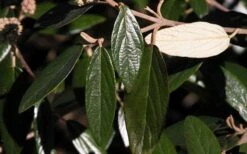 Prague Viburnum - 3 Gallon Pot -Plant Serie Store viburnum pragense prague 7 1