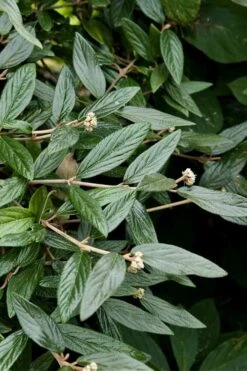 Prague Viburnum - 3 Gallon Pot -Plant Serie Store viburnum pragense prague 9 1