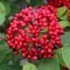 Red Balloon Viburnum - 3 Gallon Pot -Plant Serie Store viburnum rhytidophylloides red balloon 1