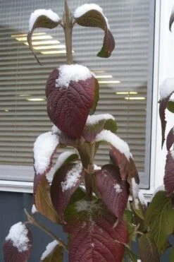 Red Balloon Viburnum - 3 Gallon Pot -Plant Serie Store viburnum rhytidophylloides red balloon 4