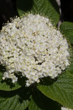 Red Balloon Viburnum - 3 Gallon Pot -Plant Serie Store viburnum rhytidophylloides red balloon 5