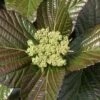 Shiny Dancer Viburnum - 2 Gallon Pot 1 Shiny Dancer Viburnum - 2 Gallon Pot -Plant Serie Store viburnum shiny dancer 25
