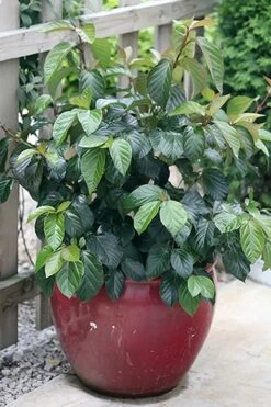 Shiny Dancer Viburnum - 2 Gallon Pot -Plant Serie Store viburnum shiny dancer 26