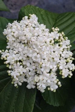 Shiny Dancer Viburnum - 2 Gallon Pot -Plant Serie Store viburnum shiny dancer 4 500x750 1