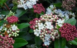 Spring Bouquet Viburnum - 3 Gallon Pot -Plant Serie Store viburnum spring bouquet 800x500 3
