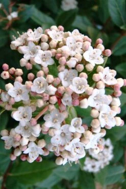 Spring Bouquet Viburnum - 3 Gallon Pot -Plant Serie Store viburnum tinus spring bouquet 1 2