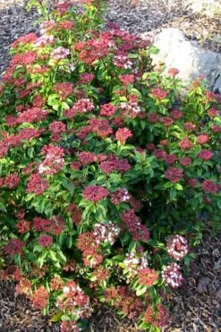 Spring Bouquet Viburnum - 1 Gallon Pot -Plant Serie Store viburnum tinus spring bouquet 2 1