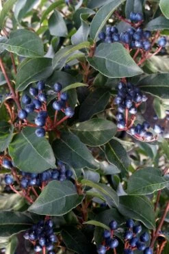 Spring Bouquet Viburnum - 6 Pack Of 1 Gallon Pots 15 Spring Bouquet Viburnum - 6 Pack Of 1 Gallon Pots -Plant Serie Store viburnum tinus spring bouquet 5