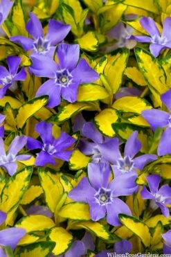 Illumination Variegated Periwinkle (Vinca Minor) - 10 Pack Of Pint Pots -Plant Serie Store vinca minor illumination 10