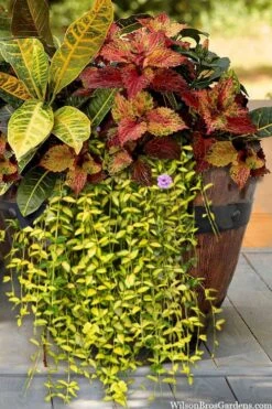 Illumination Variegated Periwinkle (Vinca Minor) - 10 Pack Of Pint Pots -Plant Serie Store vinca minor illumination 7