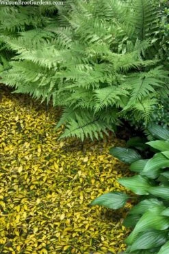 Illumination Variegated Periwinkle (Vinca Minor) - 10 Pack Of Pint Pots -Plant Serie Store vinca minor illumination 8