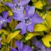 Illumination Variegated Periwinkle (Vinca Minor) - 10 Pack Of Pint Pots -Plant Serie Store vinca minor illumination 9
